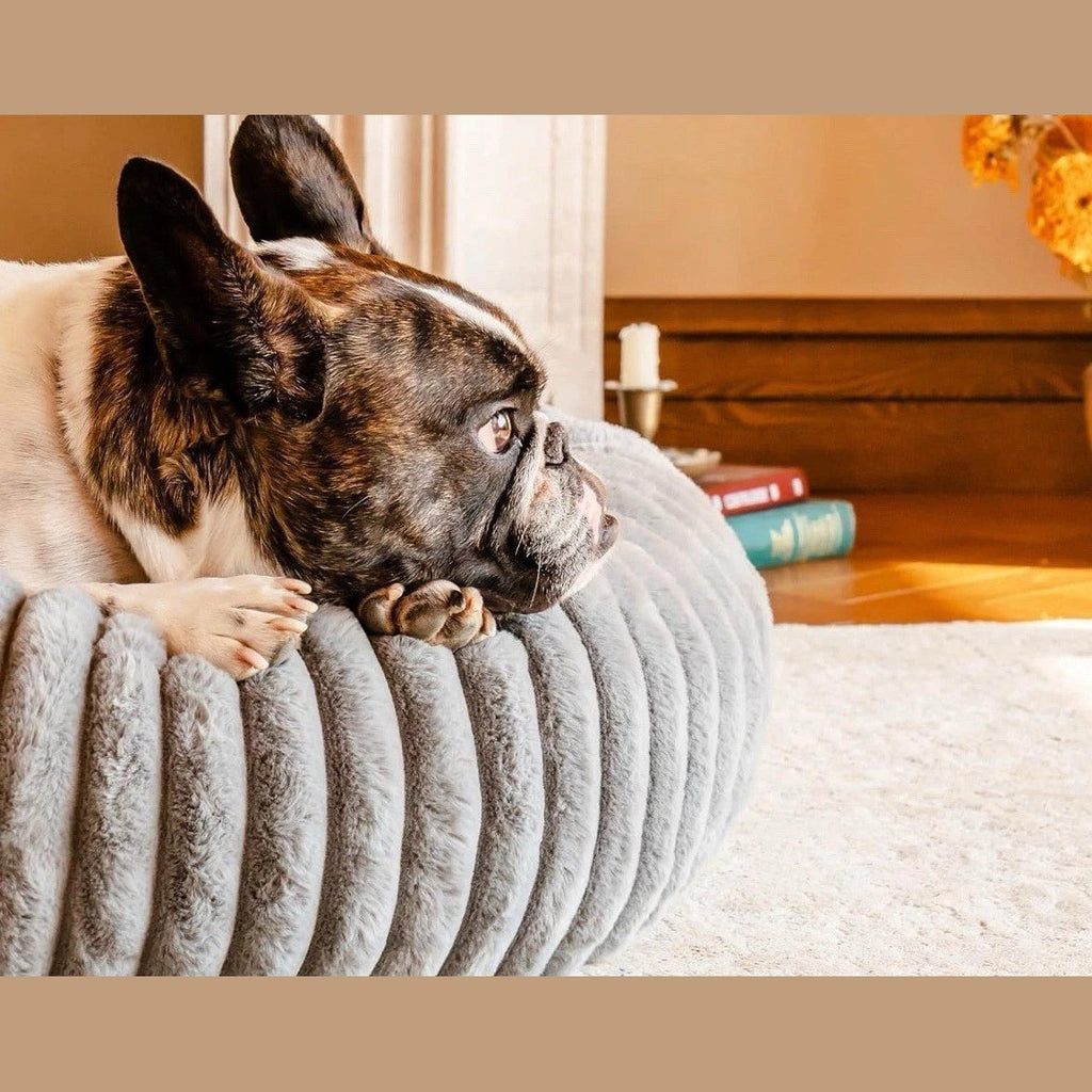 Französische Bulldogge lehnt sich an den Rand des Rundbetts